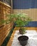 Potted Japanese maples sit in a small zen garden on a back terrace.