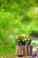 Potted Kalanchoe plants in colorful garden