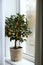 Potted kumquat tree on window sill indoors. Interior design