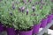 Potted lavender for sale at greek garden shop in spring.