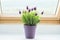Potted lavender on window sill