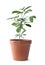 Potted lemon tree on background. Citrus plant