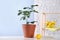 Potted lemon tree and ripe fruit on white table