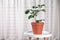 Potted lemon tree on white table near curtain, space for text