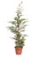 Potted Leyland Cypress evergreen tree