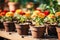 Potted marigolds flowers for sale at Florist shop on the street