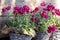 Potted mauve double-flowered stock, Matthiola incana or hoary stock flowering plant from the genus Matthiola at the greek garden