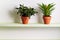 Potted Miniature Rose and Bromelia Plant On Shelf.