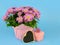 Potted mums, Chrysanthemum morifolium, wrapped in pink paper on a blue background.