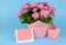Potted mums, Chrysanthemum morifolium, wrapped in pink paper on a blue background