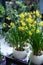 Potted Narcissus, Tazetta daffodils Division 8 Avalanche flowers blooming in the garden shop in spring time.
