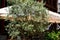 Potted olive tree closeup with restaurant terrace in the background