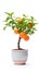 potted orange baby tree, thoughtfully nurtured and isolated against a clean white background.