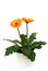 Potted orange gerber daisy