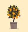 potted orange plant growing fruit tree in pot