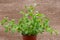 Potted Organic Oregano Plant with roots in fertilized soil   on natural burlap. Origanum vulgare. Mint Family