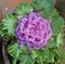 Potted ornamental pink cauliflower sold on a city  street