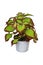 Potted painted nettle \\\'Coleus Blumei Velvet\\\' plant