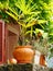 Potted palm on house balcony