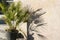 Potted palm on a street. Beautiful shadow. Street decoration.