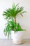 A potted palm tree