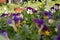 Potted pansies on display at the farmers market in March