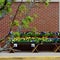 Potted Pansies for Sale in spring in Maine