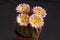 Potted Parodia Cactus with Pink and Yellow Flowers