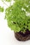 Potted parsley, close-up