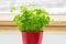 Potted parsley plant