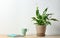 Potted peace lily plant, cup and notebook on wooden table near white wall