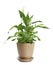 Potted peace lily plant on white