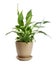 Potted peace lily plant on white