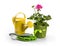 Potted pelargonium flower and gardening tools on white