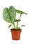 Potted \\\'Philodendron Mamei\\\' houseplant with with silver pattern