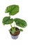 Potted Philodendron Mamei houseplant with with silver pattern on white background