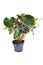Potted \\\'Philodendron Verrucosum\\\' houseplant