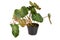 Potted `Philodendron Verrucosum` houseplant with dark green veined velvety leaves on white background