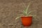 Potted pineapple how to grow at home concept