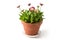 Potted pink daisies Bellis perennis are blooming  in spring time in a flower pot, isolated on a white background