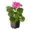 Potted pink pelargonium