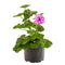 Potted pink pelargonium