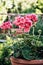 Potted pink Pelargonium flowers (Pelargonium hortorum) in the ga