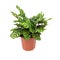 Potted plant of Calathea makoyana on white