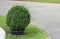 Potted plant decoration on sidewalk