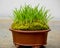 Potted Plant Moss and Grass