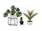 potted plant nature foliage home decoration evergreen eco friendly cozy living greenhouse modern design