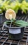 Potted plant orchid