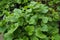 Potted plant Pelargonium royal Aristo white
