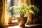 a potted plant placed on windowsill with sunlight pouring in